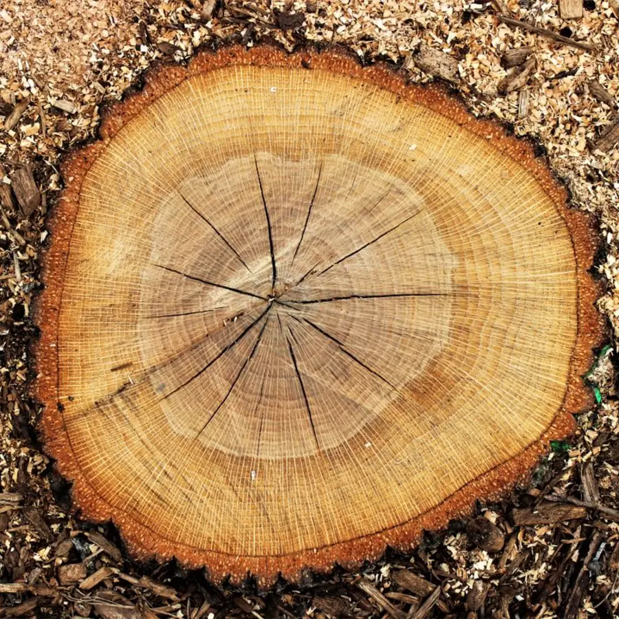 a freshly cut tree stump