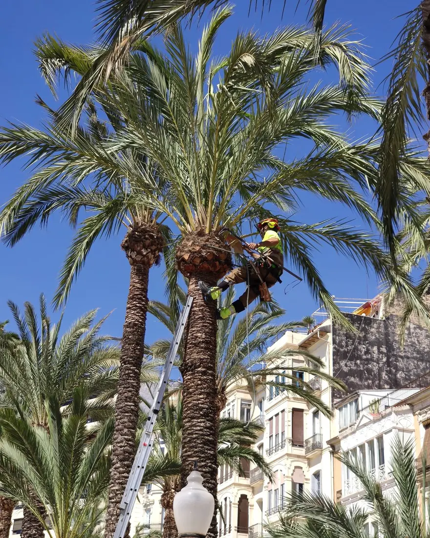 tall palms being trimmed in a neighborhood