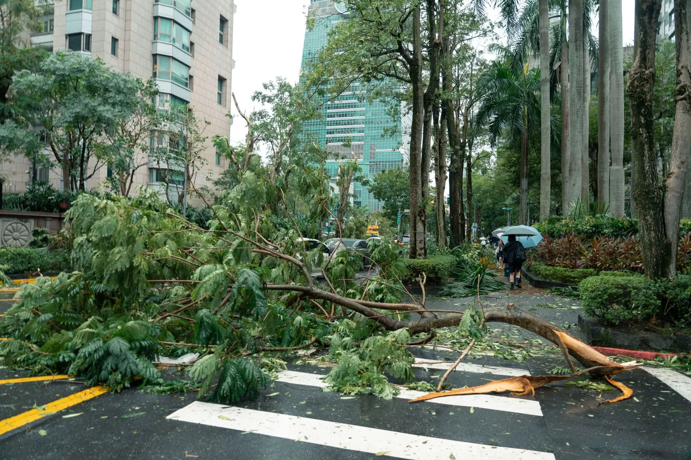 a storm-damaged tree being cleared from a yard