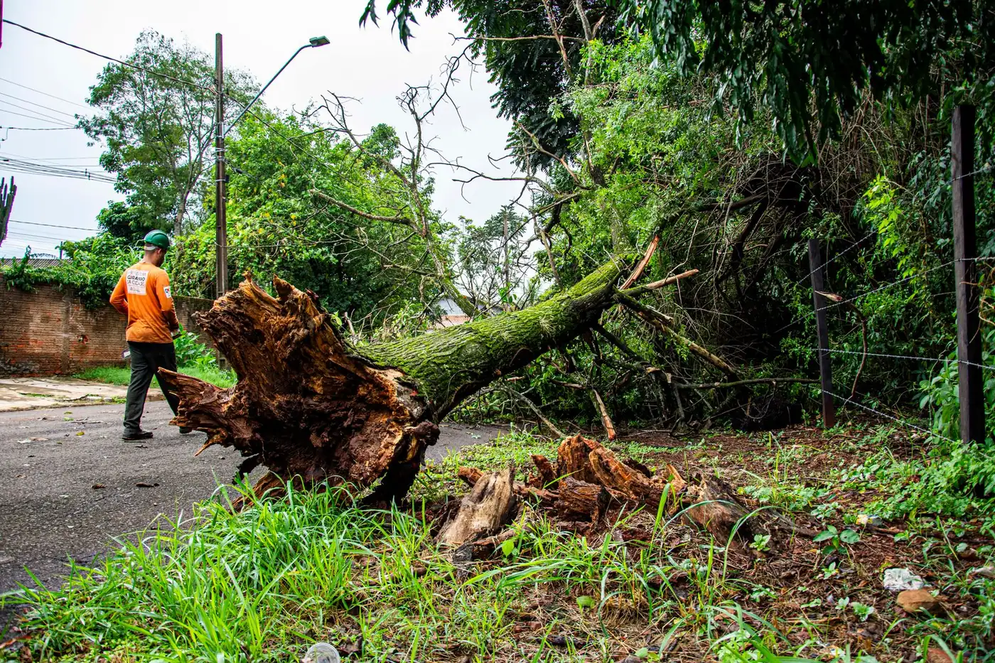 a stump being ground below grade