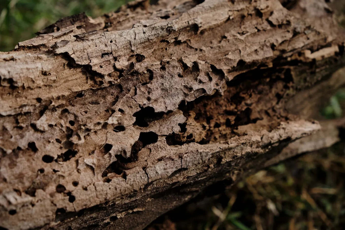 a close-up of tree bark with boring holes