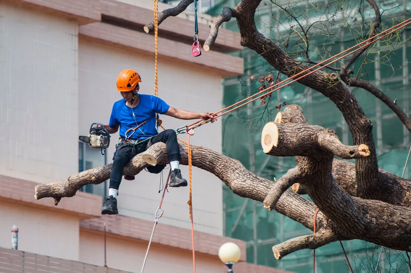 a climber removing a tree