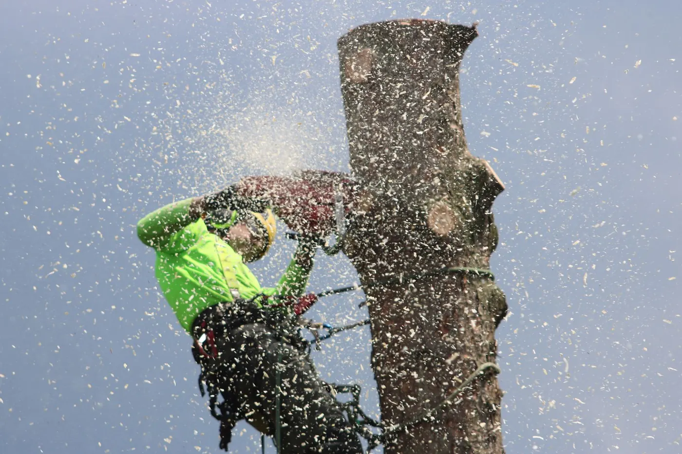 a tree climber roped high in a tall tree