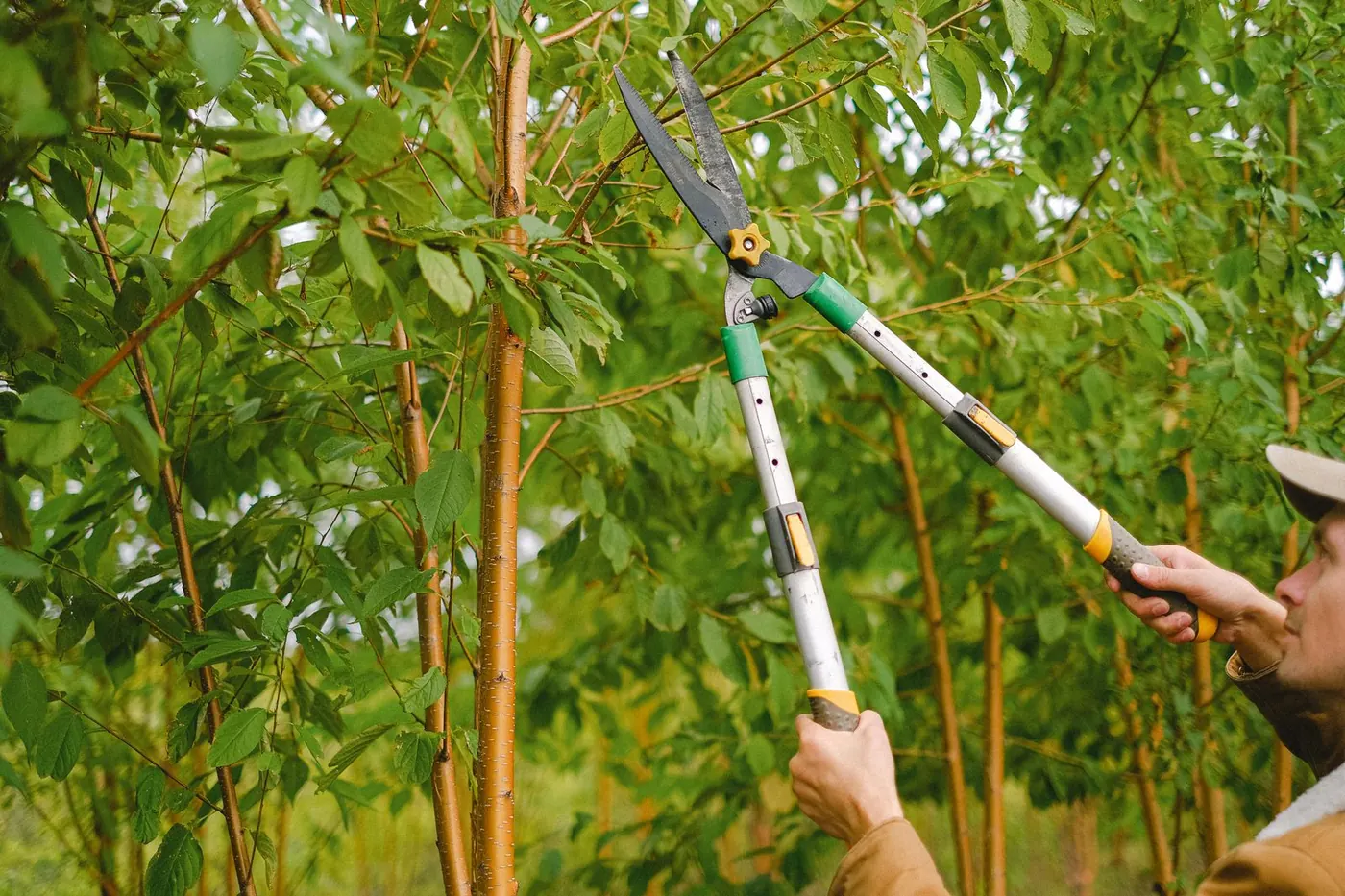 hands pruning a tree branch